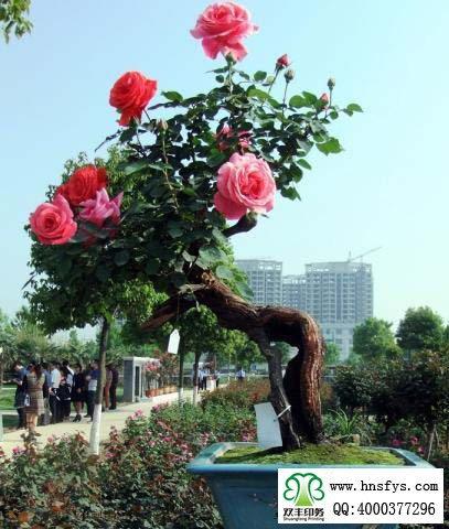 2015 南陽月季展玉雕節(jié)已開幕，花已開好 君可來矣